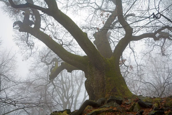 Very old oak in the fog — Stock Photo, Image