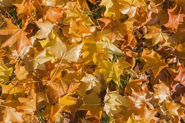 Maple leafs atumn — Zdjęcie stockowe