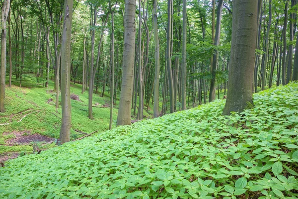 Floresta de faia do oeste da Eslováquia — Fotografia de Stock