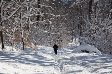 Adam kış küçük Karpat orman Hills - Slovakya yolda yürüme