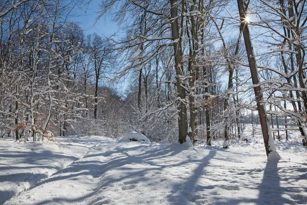 Way in winter forest in Little Carpathian hills - Slovakia — Stock Photo, Image