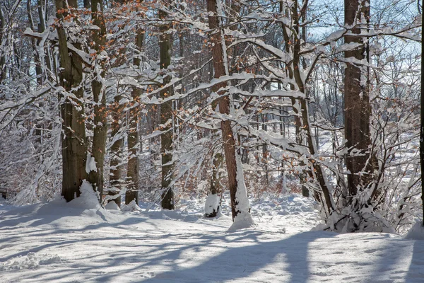 Winter forest in Little Carpathian hills - Slovakia — Stock Photo, Image