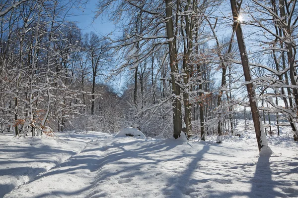 Way in winter forest in Little Carpathian hills - Slovakia Royalty Free Stock Images