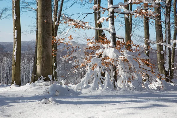 Floresta de inverno de faia em Little Carpathian Hills - Eslováquia — Fotografia de Stock