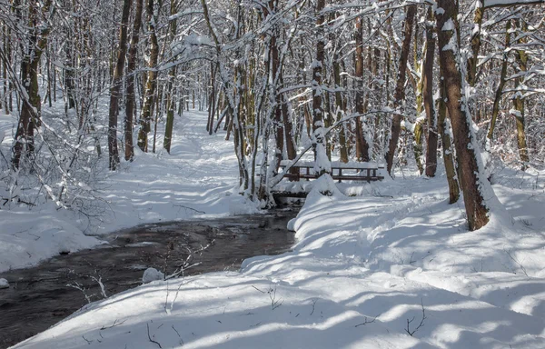 Creek in winter forest in Little Carpathian hills - Slovakia — Stock Photo, Image