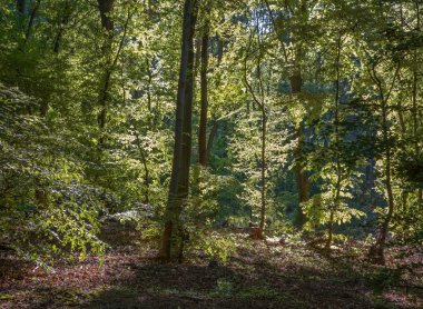 Genç kayın bahar ormanda küçük Karpat