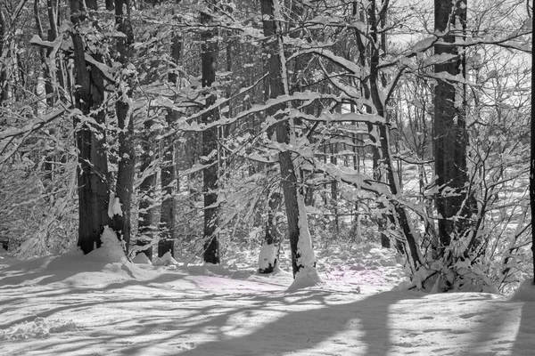 Floresta de Inverno em Little Carpathian Hills - Eslováquia — Fotografia de Stock