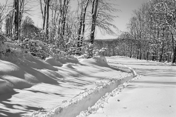 Τρόπο το χειμώνα δάσος στους λόφους λίγο Καρπάθια - Σλοβακία — Φωτογραφία Αρχείου