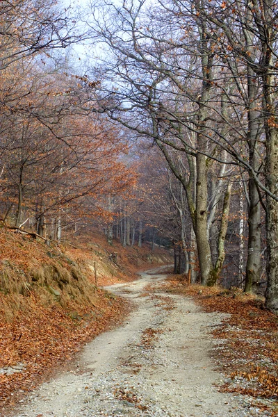 Façon forêt d'automne — Photo