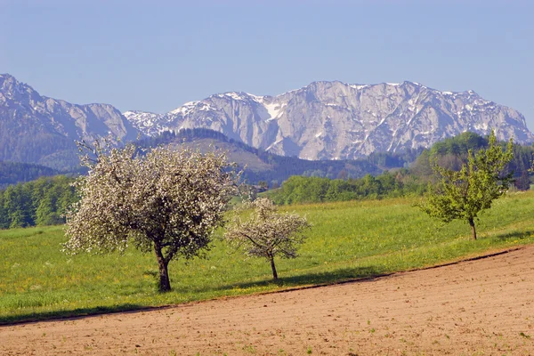 Primavera en austria paisaje —  Fotos de Stock
