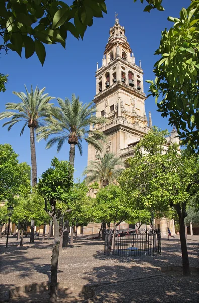 Cordoba - věž katedrály z pomerančovníku nádvoří. — Stock fotografie