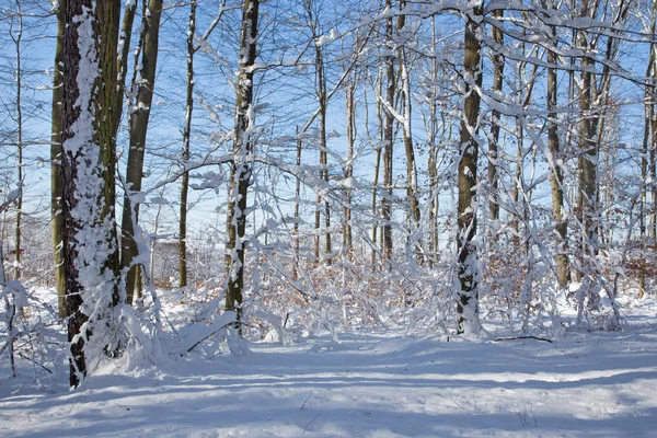 Zimowe buczyny w mało Karpackich wzgórz - Słowacja — Zdjęcie stockowe