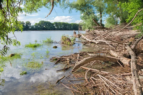 Alluvial wood on the waterfront of Danube in National park  Donau-Auen in Austria. — Stock Photo, Image