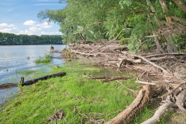 Avusturya 'daki Donau-Auen Ulusal Parkı' nda Tuna 'nın rıhtımındaki Alüvyon Ormanı.