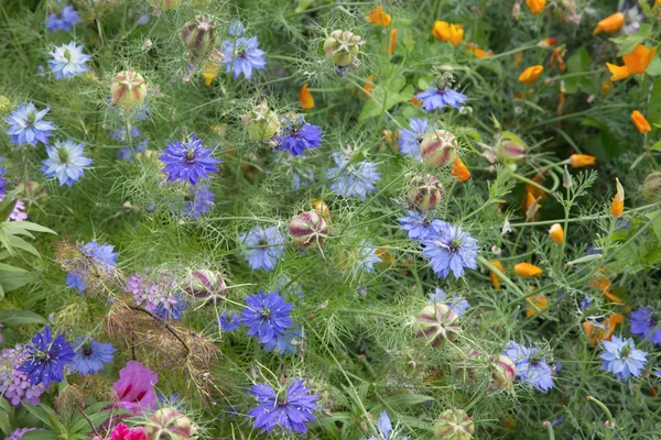 The flowers of Alhambra gardens — Stock Photo, Image