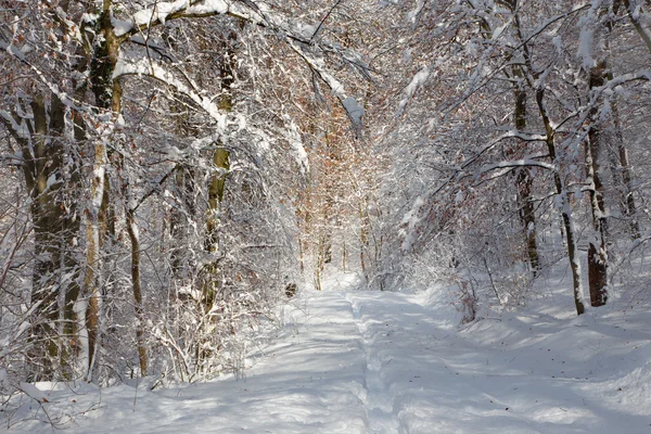 Way in winter forest in Little Carpathian hills - Slovakia — Stock Photo, Image