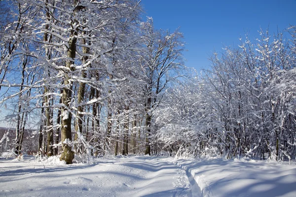 Caminho na floresta de inverno em pequenas colinas dos Cárpatos Eslováquia — Fotografia de Stock