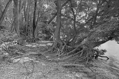 Avusturya 'daki Donau-Auen Ulusal Parkı' nda Tuna 'nın rıhtımındaki Alüvyon Ormanı.