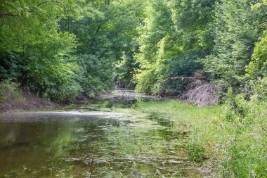 Avusturya 'daki Donau-Auen Ulusal Parkı' nda Tuna 'nın rıhtımındaki Alüvyon Ormanı.