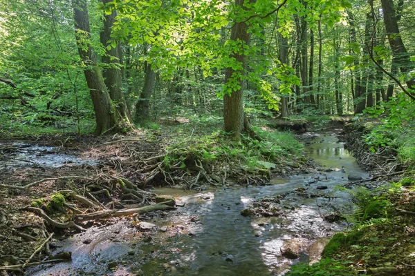 Potok w lesie Małego Karpat - Słowacja — Zdjęcie stockowe