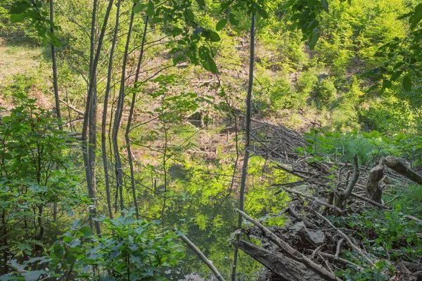 Bóbr zapory na potoku w lesie trochę Karpackich - Słowacja — Zdjęcie stockowe