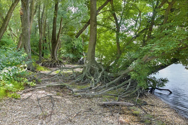 Floresta aluvial à beira-mar do Danúbio no parque nacional Donau-Auen, na Áustria. — Fotografia de Stock