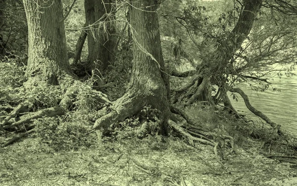 Alluvial forest on the waterfront of Danube in National park Donau-Auen in Austria. — Stock Photo, Image