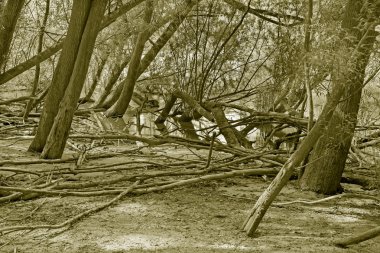 Avusturya 'daki Donau-Auen Ulusal Parkı' nda Tuna 'nın rıhtımındaki Alüvyon Ormanı.