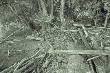 Avusturya 'daki Donau-Auen Ulusal Parkı' nda Tuna 'nın rıhtımındaki Alüvyon Ormanı.