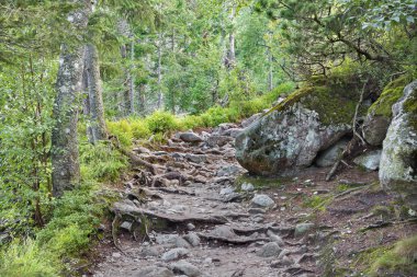 foothpath Yüksek Tatras dağlarda - Slovakya