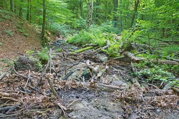 Potok w lesie Little Carpathian Hills - Słowacja — Zdjęcie stockowe