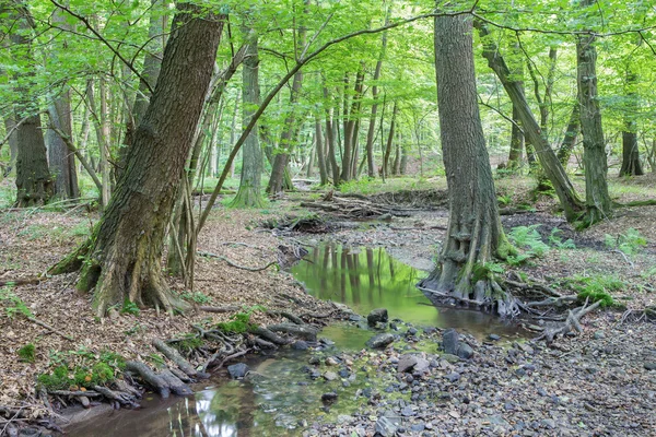 Ruisseau dans la forêt de petites collines des Carpates - Slovaquie — Photo