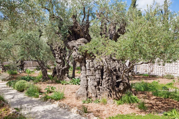 Jeruzalem - de stokoude olijfboom in de tuin voordat kerk van alle naties (Basilica van de doodsangst) onder de Olijfberg Rechtenvrije Stockafbeeldingen