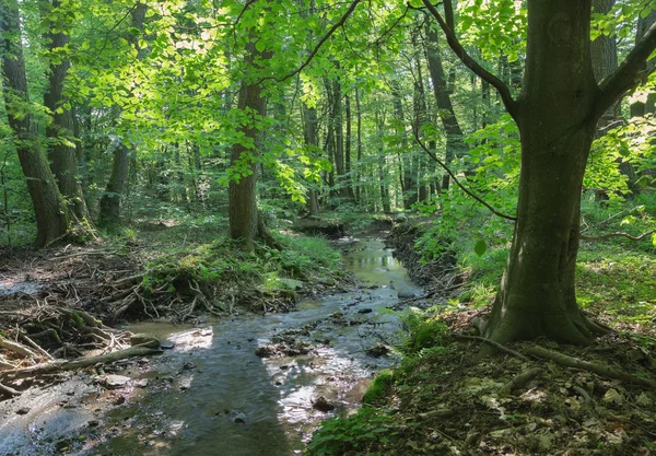 Creek nella foresta di Little Carpathian - Slovacchia — Foto Stock