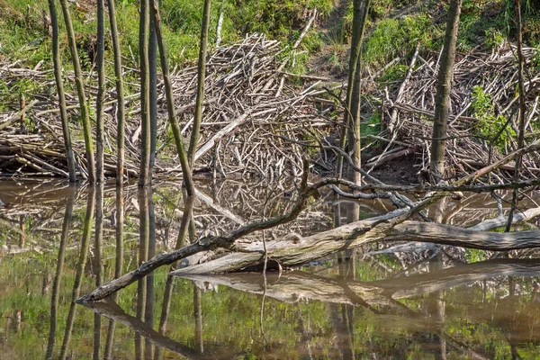 The beaver barrage on the creek in forest of Little Carpathian - Slovakia — Stock Photo, Image