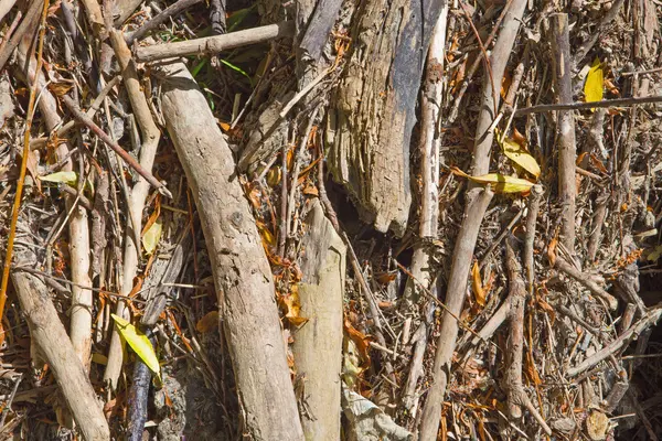 Alluvial wood - background — Stock Photo, Image