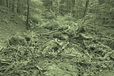 Little Carpathian tepelerindeki dere - Slovakya