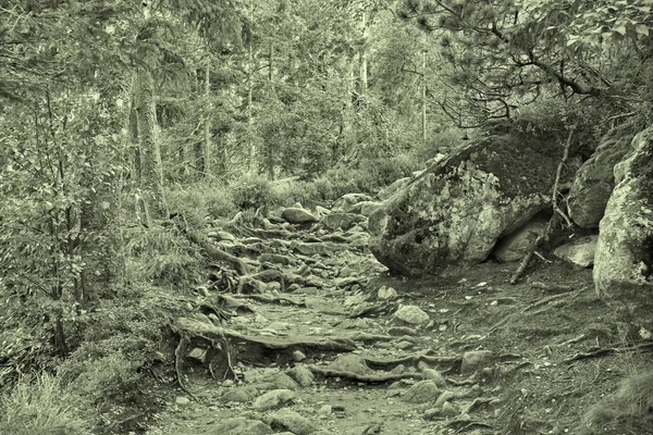 Sentier pédestre dans les montagnes des Hautes Tatras Slovaquie — Photo