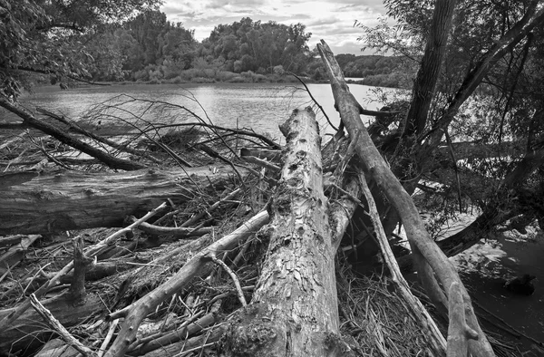 Bosque aluvial en el paseo marítimo del Danubio en el Parque Nacional Donau-Auen en Austria. —  Fotos de Stock