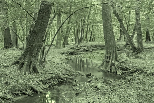 Potok w lesie Little Carpathian Hills - Słowacja — Zdjęcie stockowe