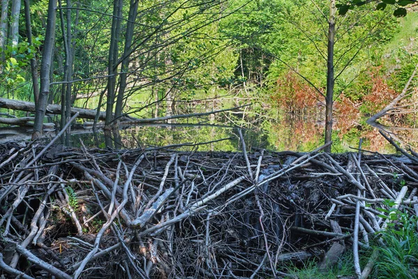 La presa de castor en el arroyo en el bosque de Little Carpathian - Eslovaquia —  Fotos de Stock