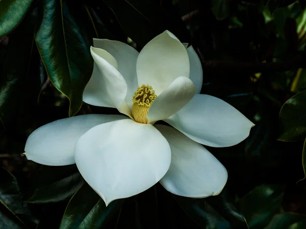 Södra magnolia — Stockfoto