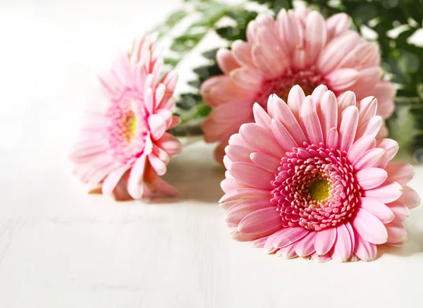 漂亮的粉色非洲菊鲜花 — 图库照片