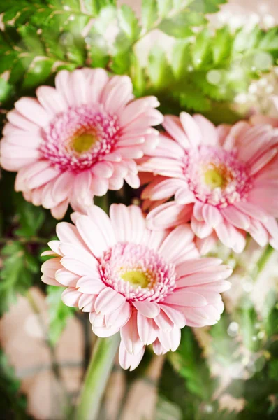 Lindas flores de gerbera rosa — Fotografia de Stock