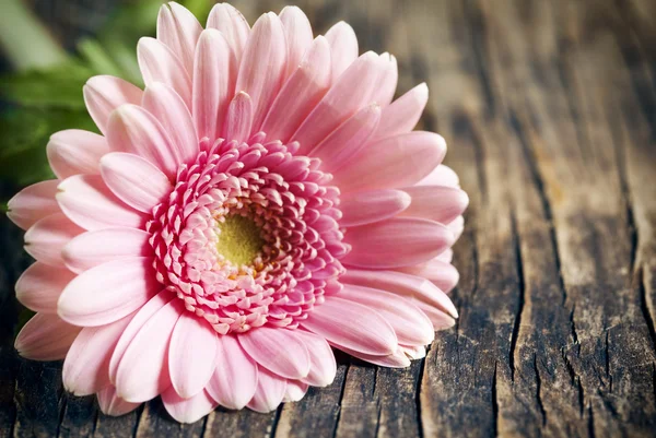 Bela flor de gerbera rosa no fundo de madeira — Fotografia de Stock