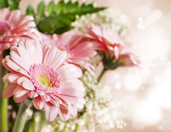 Belles fleurs de gerbera rose — Photo