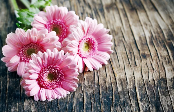 Bellissimi fiori di gerbera rosa — Foto Stock