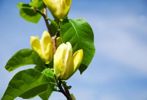 Blooming magnolia tree in the spring. Yellow magnolia — Stock Photo, Image