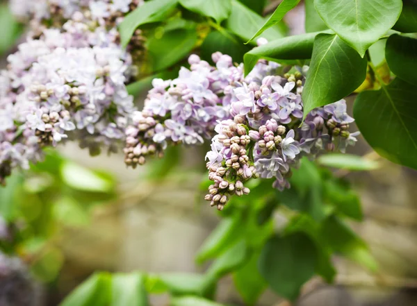 Purple lilac bush blooming — Stock Photo, Image