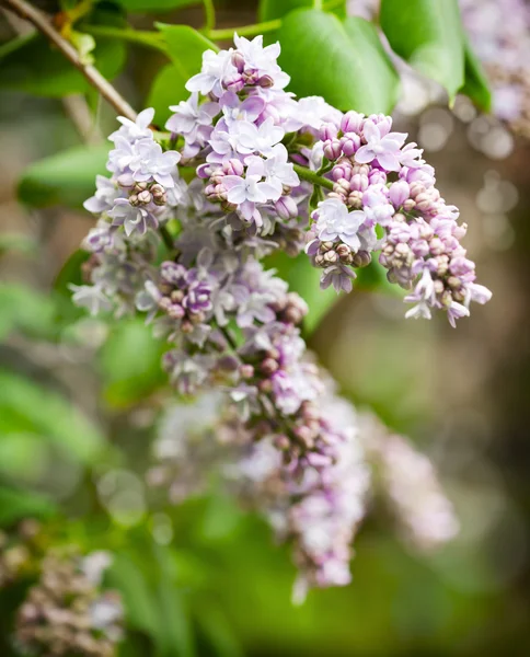 Purple lilac bush blooming — Stock Photo, Image
